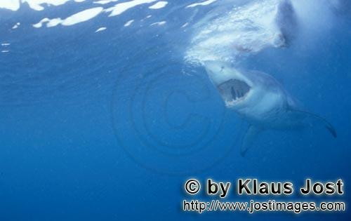 Weißer Hai/Great White shark/Carcharodon carcharias        Great White Shark - a seal´s eye view</