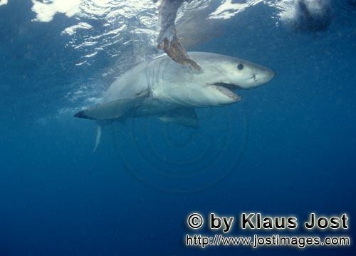 Weißer Hai/Great White shark/Carcharodon carcharias        A fascinating animal: the Great White Sh