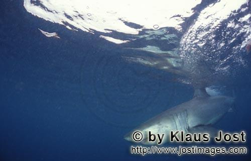 Great White shark/Carcharodon carcharias        Great white shark on the hunt         A great whi