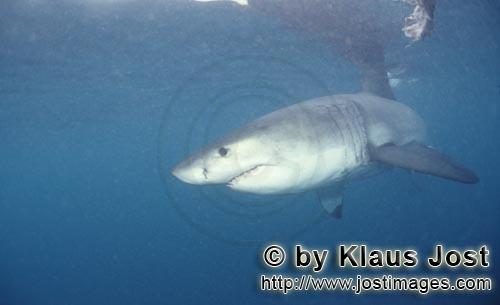 Great White shark/Carcharodon carcharias        Great White Shark: Mysterious Predator with bad repu