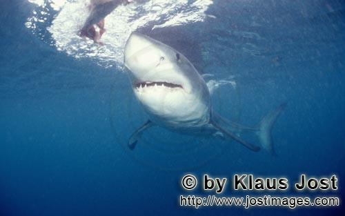 Weißer Hai/Great White Shark/Carcharodon carcharias        Great whites are the largest predatory f