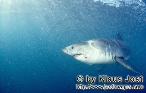 Weißer Hai/Great White Shark/Carcharodon carcharias        Great White Shark        A great whit