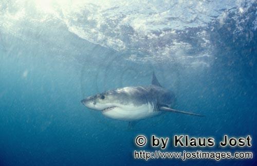 Great White Shark/Carcharodon carcharias        The Great White Shark has a bad image         A g