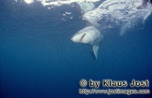 Weißer Hai/Great White shark/Carcharodon carcharias        Great White Shark searching for prey