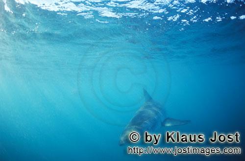Weißer Hai/Great White shark/Carcharodon carcharias        Baby Weißer Hai auf Nahrungssuche   