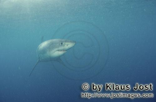Great White shark/Carcharodon carcharias        Baby Great White Shark looks around        Six sea m