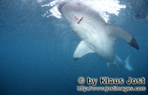 Great White shark/Carcharodon carcharias        Great White shark underside        A great white 