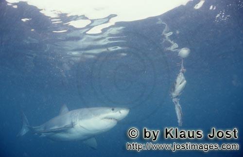 Great White Shark/Carcharodon carcharias        White shark before the fish bait         A great 