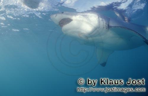 Great White shark/Carcharodon carcharias         Great White Shark at an angle from below    