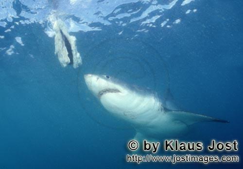 Great White shark/Carcharodon carcharias        Great White shark looking at the bait         A g