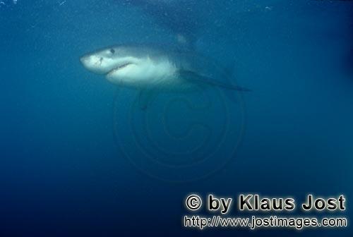 Weißer Hai/Great White shark/Carcharodon carcharias        Legendary Great White Shark        A 