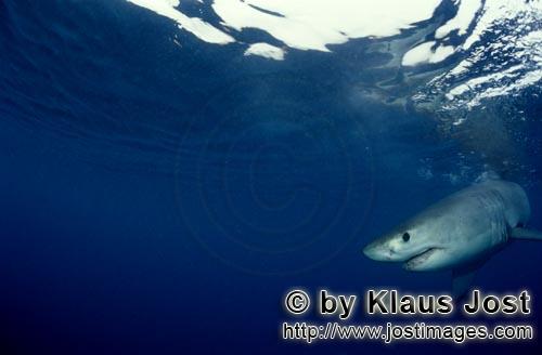 Weißer Hai/Great White shark/Carcharodon carcharias        Baby Great White Shark searching for pre