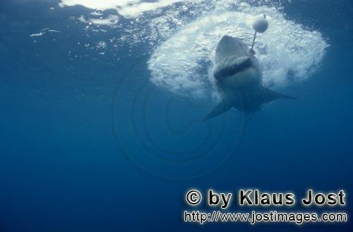 Great White shark/Carcharodon carcharias        Great White Shark caught the fish bait        A g