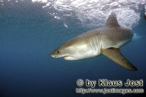 Weißer Hai/Great White shark/Carcharodon carcharias        Great White Shark turning away        A 