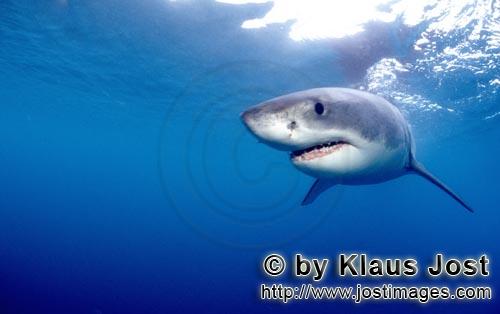 Great White shark/Carcharodon carcharias        Mysterious sea creatures great white shark            