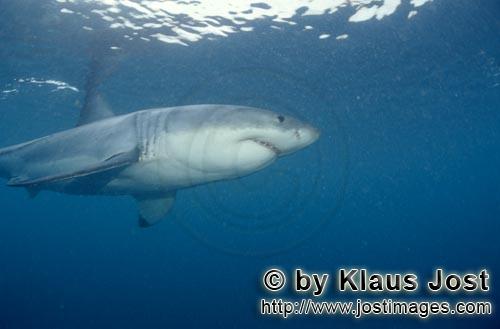 Great White shark/Carcharodon carcharias        The Great White in the seals area         A great