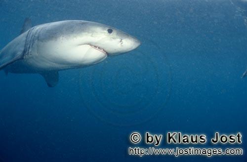 Great White Shark/Carcharodon carcharias        Great white shark observed his surroundings        A