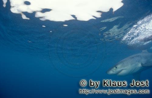 Weißer Hai/Great White shark/Carcharodon carcharias     Baby Weißer Hai      Baby