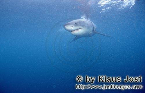 Weißer Hai/Great White shark/Carcharodon carcharias        Baby Great White Shark         Six sea m