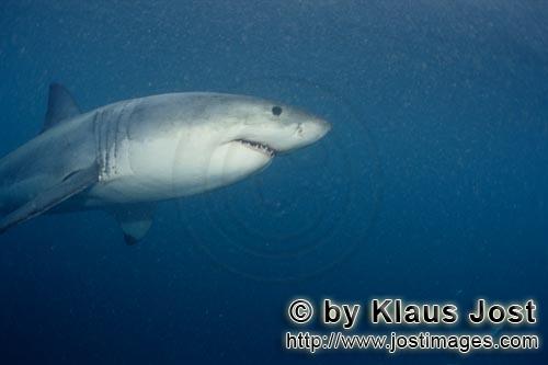 Weißer Hai/Great White shark/Carcharodon carcharias        Great White shark        A great whit