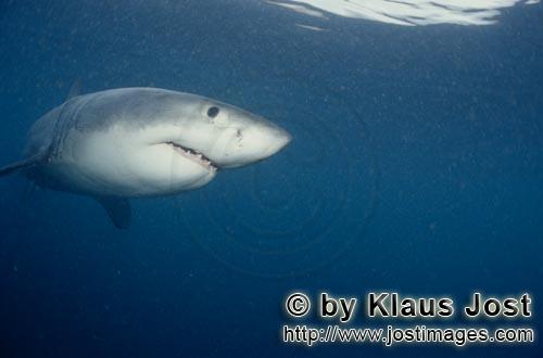 Weißer Hai/Great White shark/Carcharodon carcharias        Young Great White Shark        Six sea m