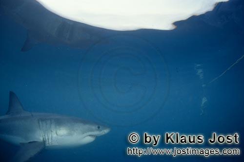 Weißer Hai/Great White shark/Carcharodon carcharias   Weißer Hai spiegelt sich unte