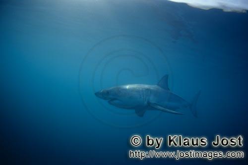 Weißer Hai/Great White Shark/Carcharodon carcharias        Weisser Hai vor Dyer Island         A <b