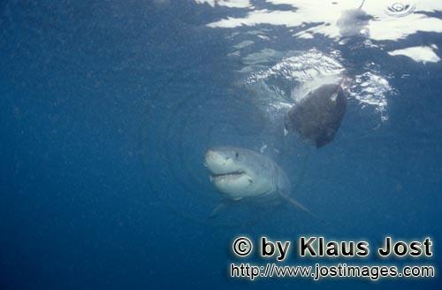 Weißer Hai/Great White shark/Carcharodon carcharias        Baby Great White Shark        Six sea mi
