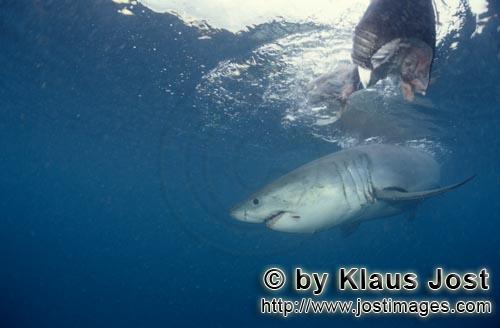Great White shark/Carcharodon carcharias        White shark beneath the fish bait         A great