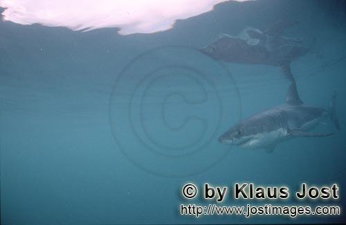 Weißer Hai/Great White shark/Carcharodon carcharias      Junger Weißer Hai auf 