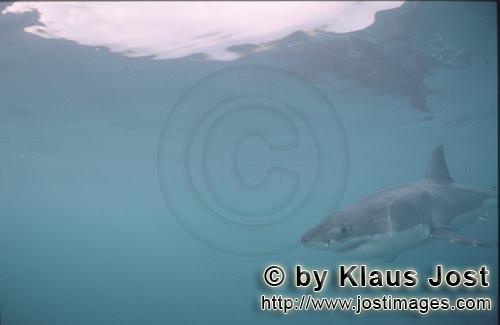 Weißer Hai/Great White shark/Carcharodon carcharias      Weißer Hai auf der Suc