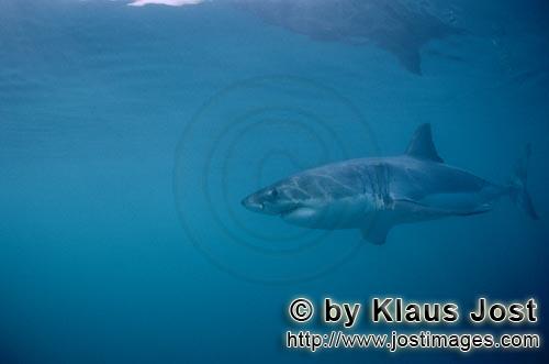 Weißer Hai/Great White shark/Carcharodon carcharias        Great White shark near Dyer Island    