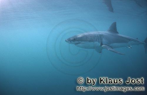 Weißer Hai/Great White shark/Carcharodon carcharias        Great White shark        A great whit