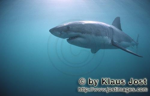 Weißer Hai/Great White shark/Carcharodon carcharias        Great White Shark side profile        A 