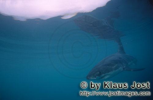 Weißer Hai/Great White shark/Carcharodon carcharias        Baby Great White Shark near Dyer Island<