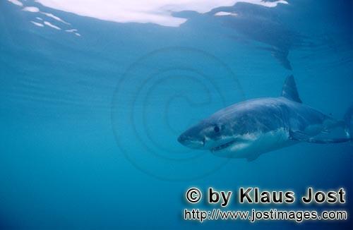 Weißer Hai/Great White shark/Carcharodon carcharias   Baby Weißer Hai auf Beutesuch