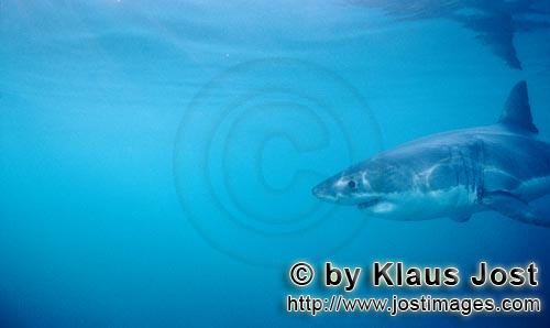 Weißer Hai/Great White shark/Carcharodon carcharias   Junger Weißer Hai nahe Dyer I