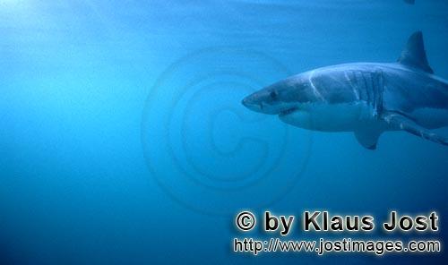 Weißer Hai/Great White shark/Carcharodon carcharias   Weißer Hai unterwegs vor Dyer