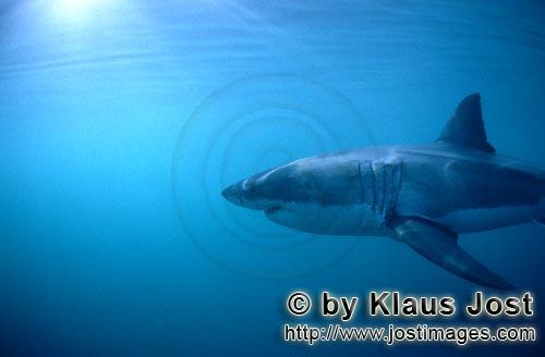 Great White shark/Carcharodon carcharias        Great white: Great Gill slits and long pectoral fins