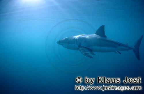 Great White shark/Carcharodon carcharias        Great White Shark        A great white shark 