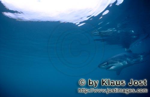 Weißer Hai/Great White shark/Carcharodon carcharias   Baby Weißer Hai auf Beutesuch