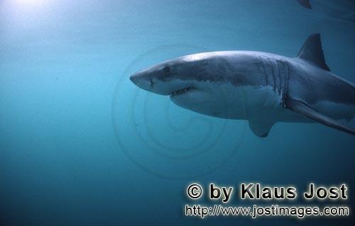 Weißer Hai/Great White shark/Carcharodon carcharias        Weißer Hai mit großen Kiemenspalten und l