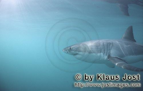 Great White shark/Carcharodon carcharias        Great white shark with large Gill slits and long pec