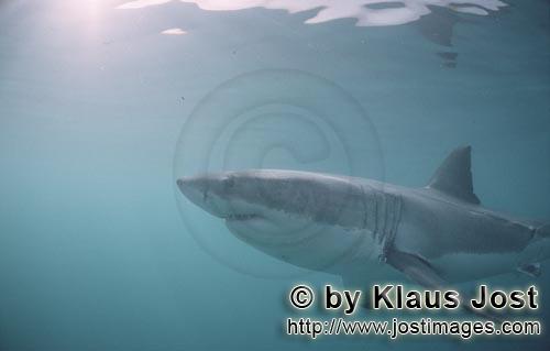 Great White shark/Carcharodon carcharias        Great White Shark – one of the sea’s most impres