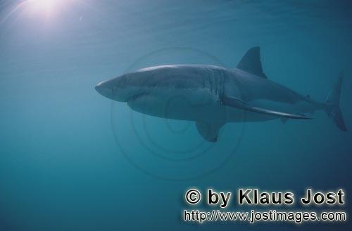 Weißer Hai/Great White shark/Carcharodon carcharias        The Great White Shark is an apex predato