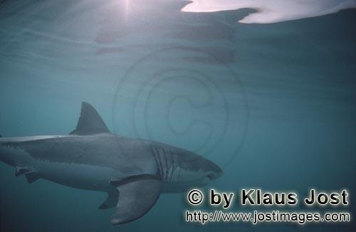 Great White shark/Carcharodon carcharias        Great white: Great Gill slits and long pectoral fins