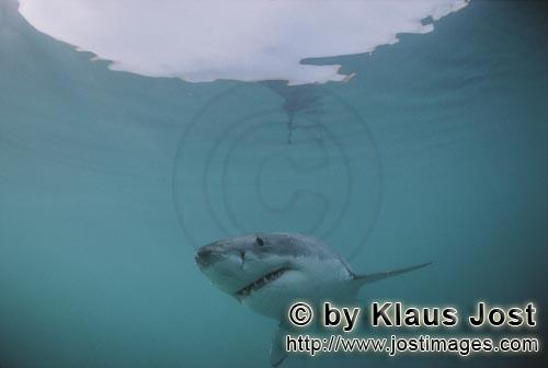 Weißer Hai/Great White shark/Carcharodon carcharias        The hunted hunter: the Great White Shark