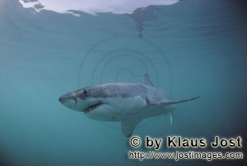 Great White shark/Carcharodon carcharias        Myth Great White Shark        A great white shark