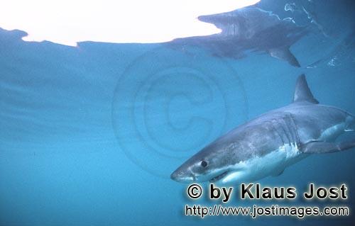 Weißer Hai/Great White shark/Carcharodon carcharias        Great White Shark near Dyer Island    