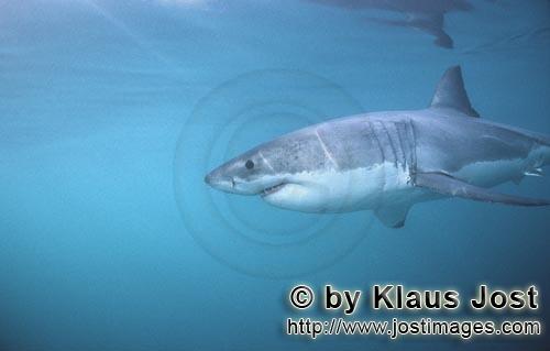 Weißer Hai/Great White shark/Carcharodon carcharias        Great White Shark - one of the sea’s m